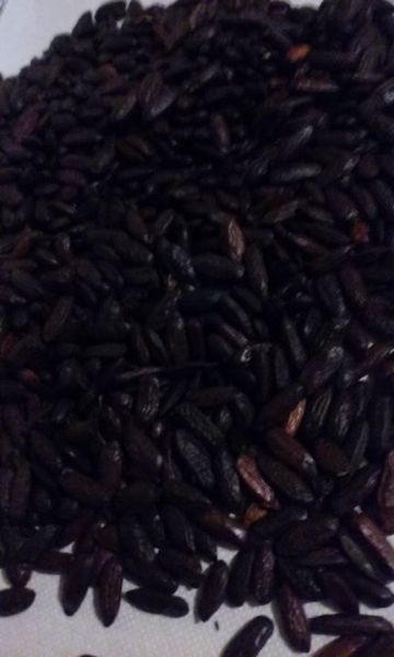Cumaru (fava tonka)- 1kg
