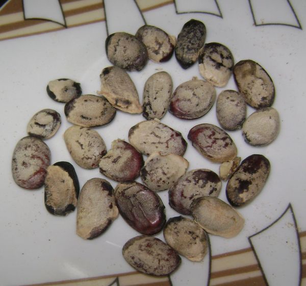 Emburana